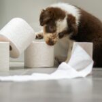 ペットがトイレをつまらせた！異物を取り除く安全な方法